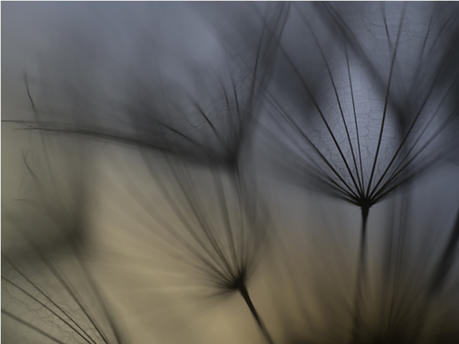 Poster Tragopogon Abstract (40x30 cm) av Lotte Grønkjær