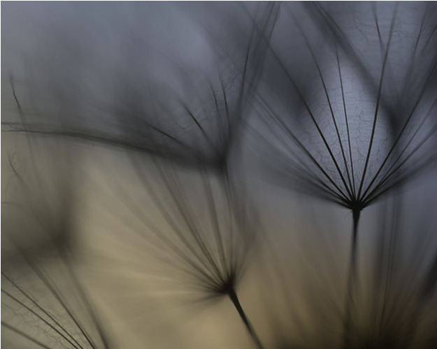 Canvas Tragopogon Abstract (50x40 cm) av Lotte Grønkjær