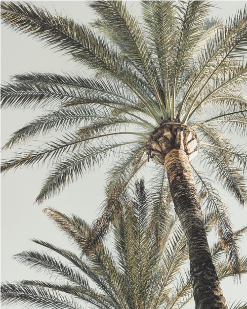 Poster Palm Tree Heights (40x50 cm)
