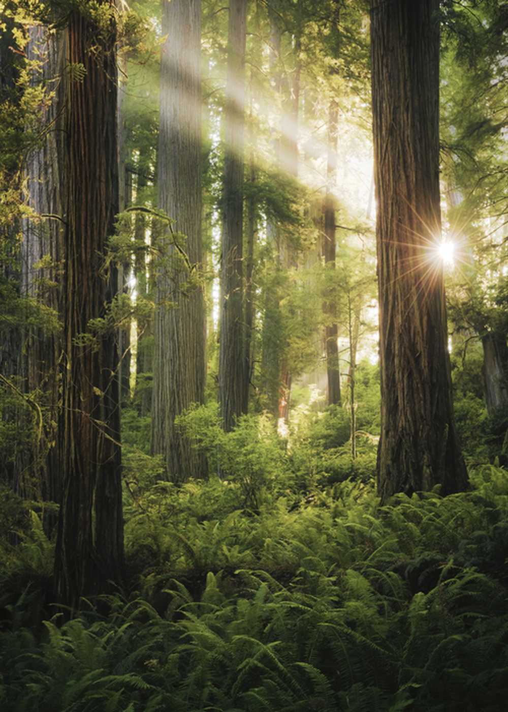 Tavla XL Fairy Forest (100x140 cm) av Stefan Hefele
