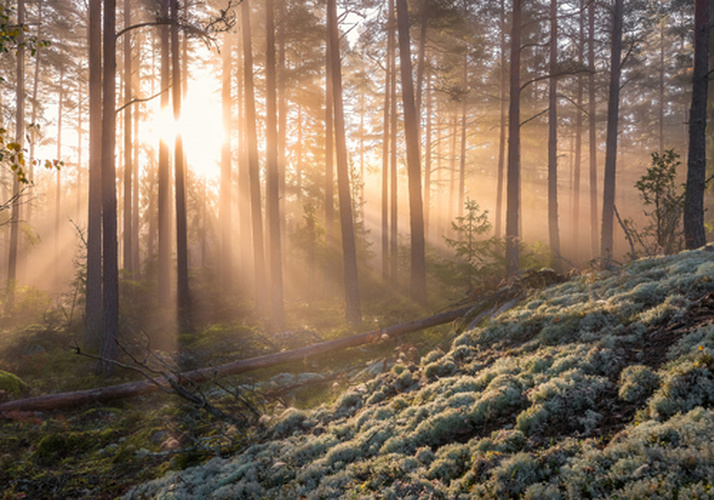 Poster Forest Fog (30x21 cm) av Christian Lindsten