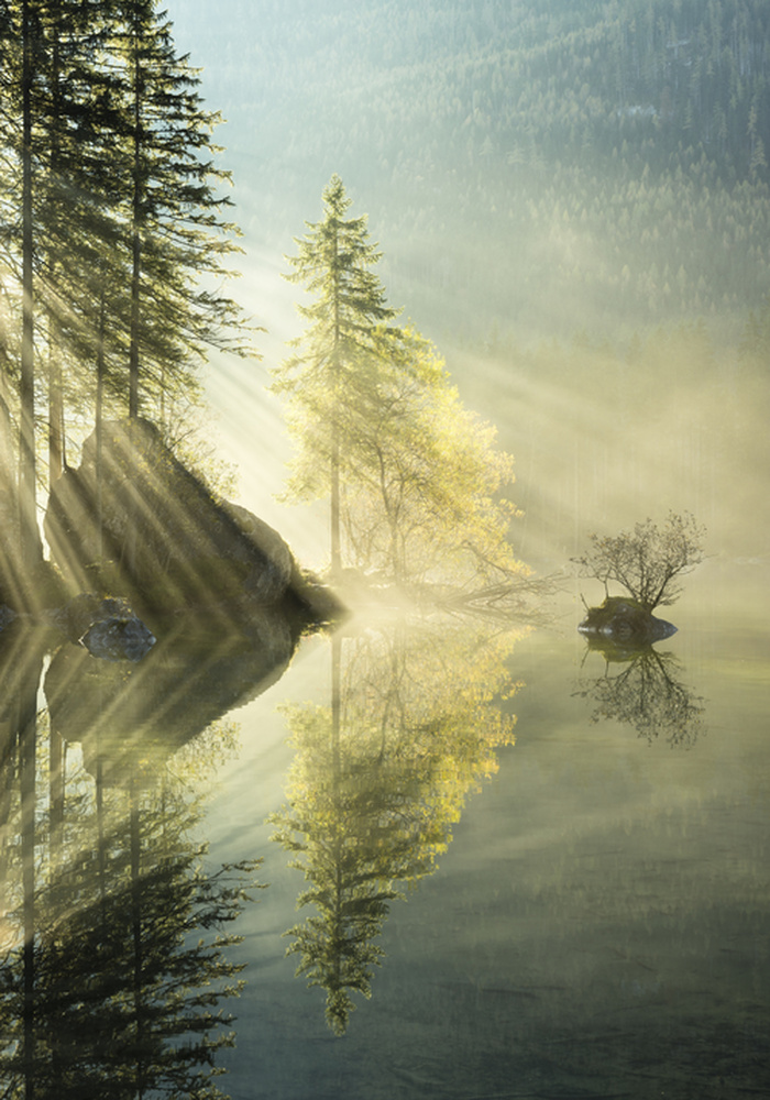 Poster Forest Reflection (70x100 cm) av Stefan Hefele
