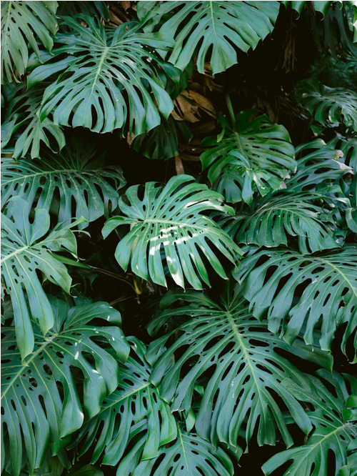 Poster Monstera Wall (30x40 cm) av Raisa Zwart