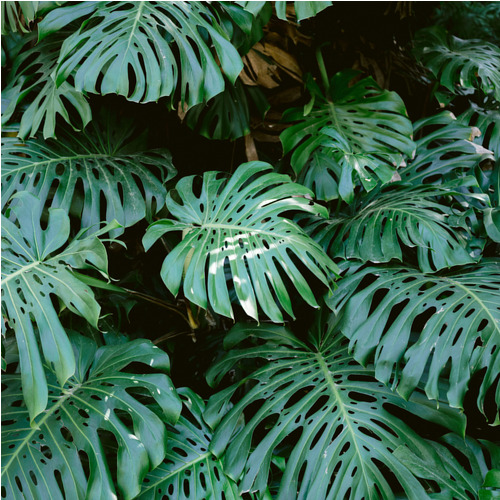 Poster Monstera Wall (40x40 cm) av Raisa Zwart